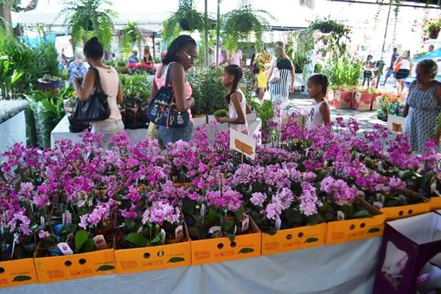 Feira de flores de Holambra - foto Silvio Tito (2)