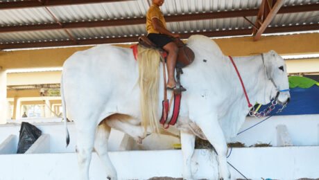 Boi Modelo vira atracao e encanta visitantes durante a 47 Expofeira Foto Endy Heloise (3)